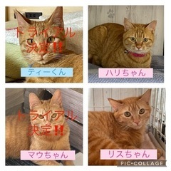 多頭飼いからのレスキュー‼️                       茶とらーず🌶の画像