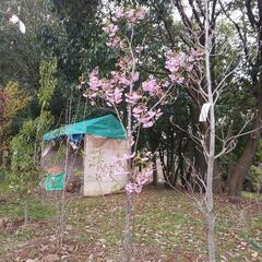 残り1本★陽光桜(ヨウコウザクラ)高さ2.5m