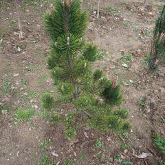 ★寿松 高さ約1.0m