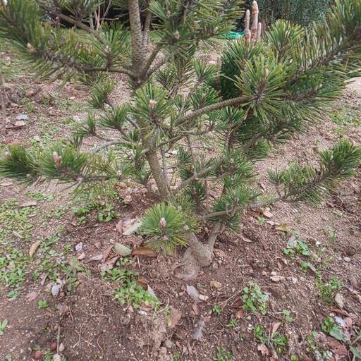 安い ☆寿松 高さ約1.0m 