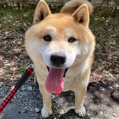 柴犬7才オス　里親探しています。