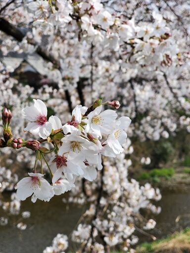お花見ピクニックしませんか ばんり 西馬込のママ友のメンバー募集 無料掲載の掲示板 ジモティー