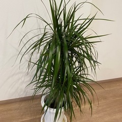 観葉植物