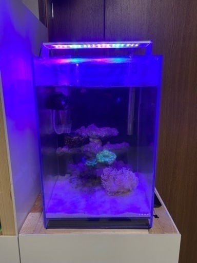 海水水槽 フルセット アクアリウム 熱帯魚 海水魚 - 京都府の家具