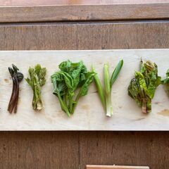山菜体験教室　２４種類栽培　トップレベルの山菜試食１０種類以上。...