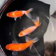 桜錦　金魚　３匹　②