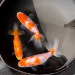 桜錦　金魚　３匹    ①