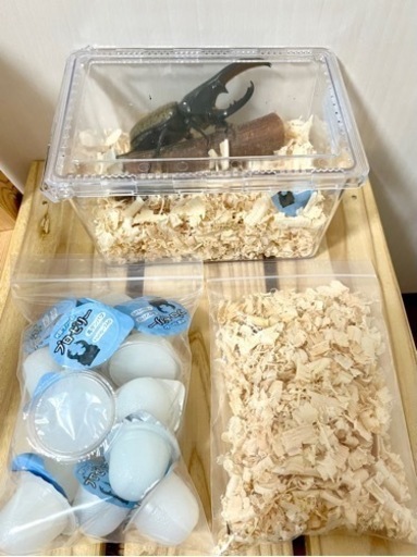 ヘラクレス ヘラクレス♂♀極太極短血統【完売御礼】