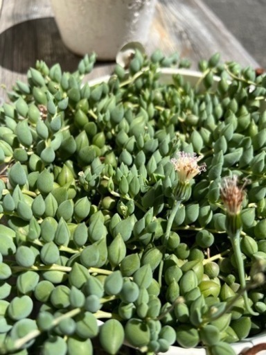 グリーンネックレス多肉植物 マリ 堅下の家具の中古あげます 譲ります ジモティーで不用品の処分