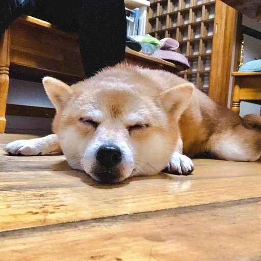 一時受付停止 柴犬血統書付小柄 八朔 北九州の柴犬の里親募集 ジモティー