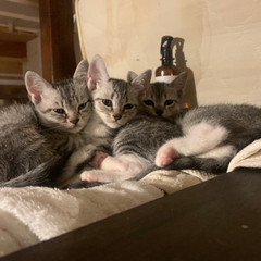 【里親さん募集】仲良し4兄妹の子猫 − 沖縄県