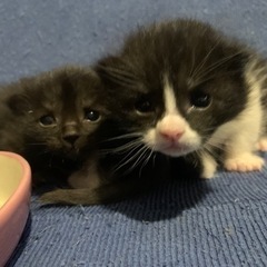 決まりました！子猫 生後2ヶ月4匹