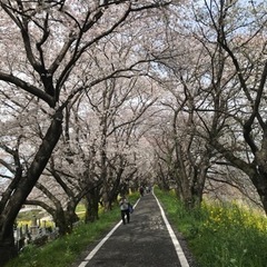 ロードバイク仲間募集！の画像