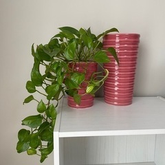 観葉植物　ポトス&陶器製鉢セット