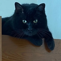 大きいけれど穏やかな黒猫 - 猫