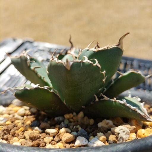 再出品】アガベ チタノタ 白鯨 中株 多肉植物