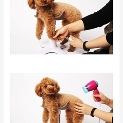 🐶サムソン・サロン✨ ワンちゃんの爪切りやトリミングに♪