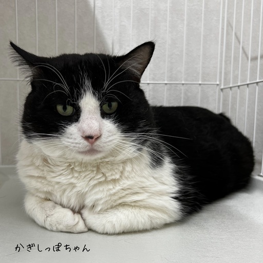 保護猫 オス 推定3歳 かぎしっぽちゃん 三崎動物保護センター 三崎口の猫の里親募集 ジモティー