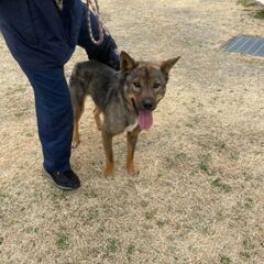 とっても元気♪甲斐犬MIXのカイくん1歳の画像