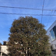 🌿植木の事なら、HOME MADE  TSKにお任せください🌿 − 東京都