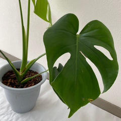 【受け渡し予定者様決まりました】観葉植物 モンステラ