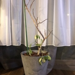 観葉植物シェフレラホンコン　助けてください