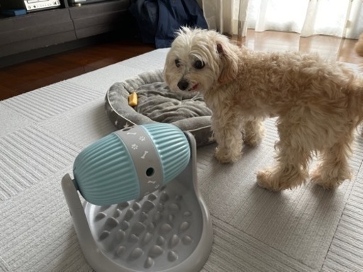 犬用知育玩具 Marie Mori 仙川のその他の中古あげます 譲ります ジモティーで不用品の処分