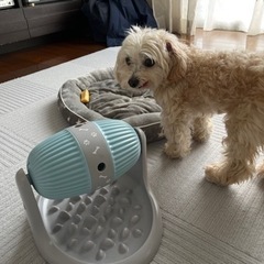 犬用知育玩具　