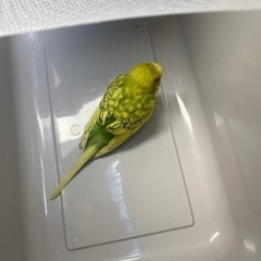 インコ　迷い鳥　飼い主さん探してます！