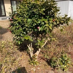 椿　庭植え　椿のみ！他の木は貰われていきました