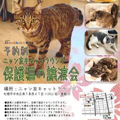 【札幌市・中央区】保護猫の譲渡会（4/9～10） 