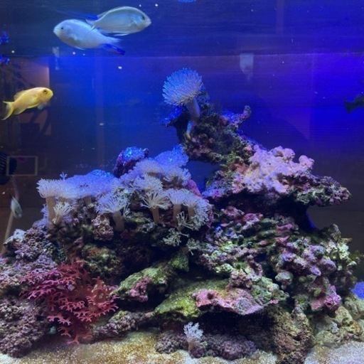 ☆海水魚☆
