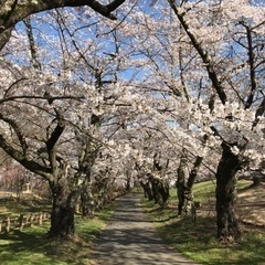 おすすめの桜スポット