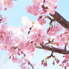 🌈🌸桜の写真撮りましょう🌸🌈