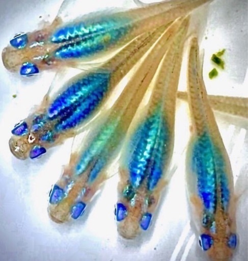 増数30匹夜桜 碧 ヒレ長など改良メダカ6種類の針子 稚魚をお譲りします ケンケンさん 京都のその他の中古あげます 譲ります ジモティーで不用品の処分