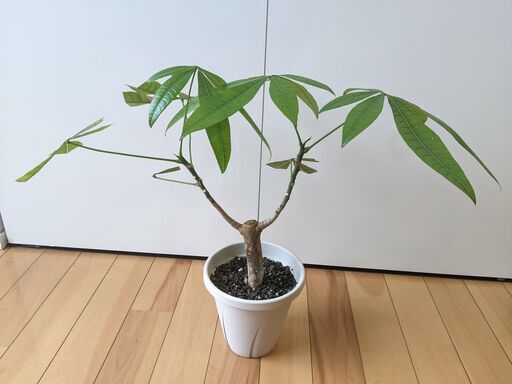 観葉植物 挿し木パキラ 5号 Kj 町田のインテリア雑貨 小物 置物 オブジェ の中古あげます 譲ります ジモティーで不用品の処分 観葉植物 挿し木パキラ 5号 Kj 町田のインテリア雑貨 小物 置物 オブジェ の中古あげます 譲ります ジモティーで不用品の処分