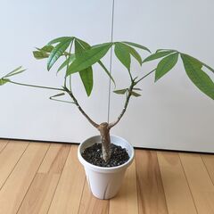 【観葉植物】挿し木パキラ 5号