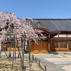 ４月のお寺ヨガ