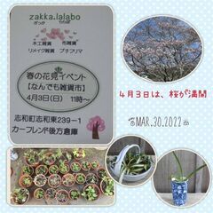 春の桜イベント - 東広島市