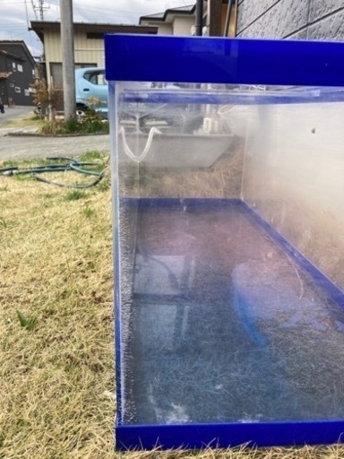 熱帯魚、メダカ