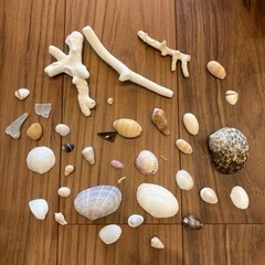 取りに来られる方限定⭐︎石垣島・小浜島の貝殻アソート