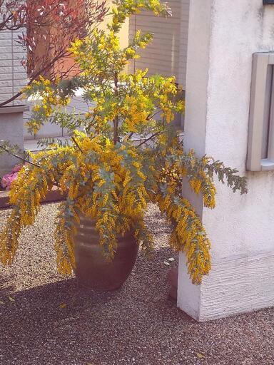 ミモザ苗木 ギンヤンマ 大久保の靴 バッグの中古あげます 譲ります ジモティーで不用品の処分