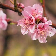 3/31上野🌸桜満開🌸居酒屋🏮で一緒に飲みませんか？