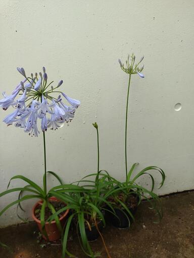 植物 アガパンサス 鉢植え シン てだこ浦西のその他の中古あげます 譲ります ジモティーで不用品の処分