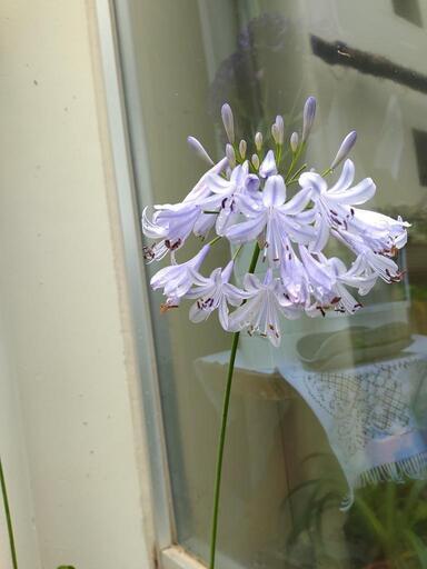植物 アガパンサス 鉢植え シン てだこ浦西のその他の中古あげます 譲ります ジモティーで不用品の処分