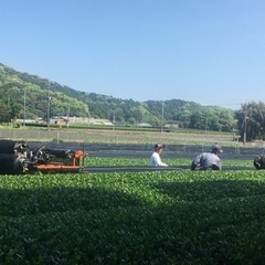 野菜収穫スタッフ大募集(^^) - 軽作業