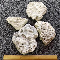 サンゴ化石  20kg 