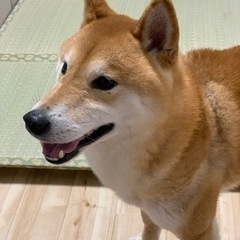 【決まりました！】代理投稿･ 柴犬♂5歳