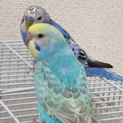 セキセイインコ オス (オパーリン、パステルレインボー)