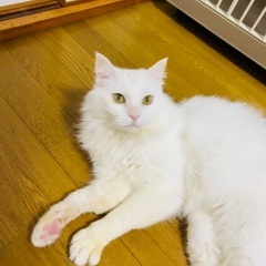 ☆白猫☆里親さん探しています。 − 福岡県